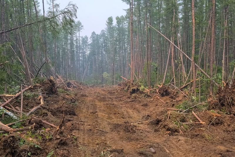 Undergrowth Removal in Marietta, GA